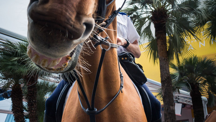 À cheval © Federico Meneghini