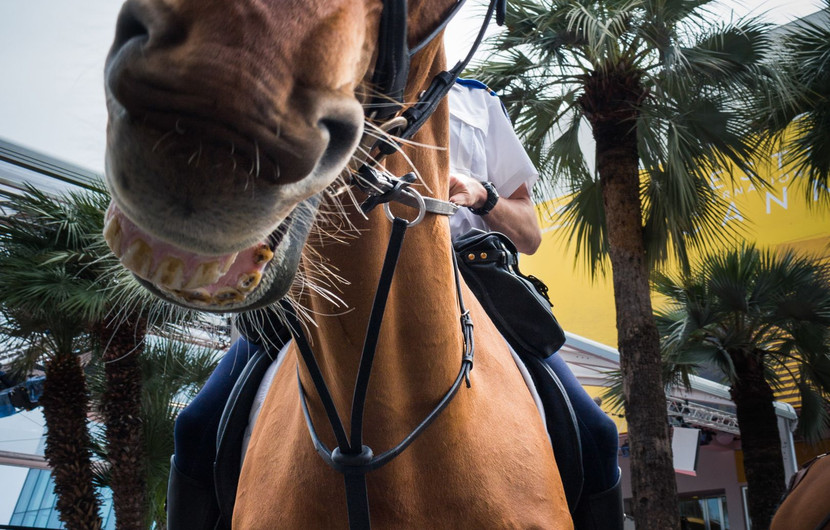 À cheval © Federico Meneghini