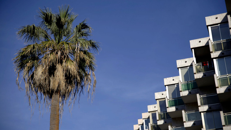 Ordinary everyday palms 3 © Judith Hillebrant