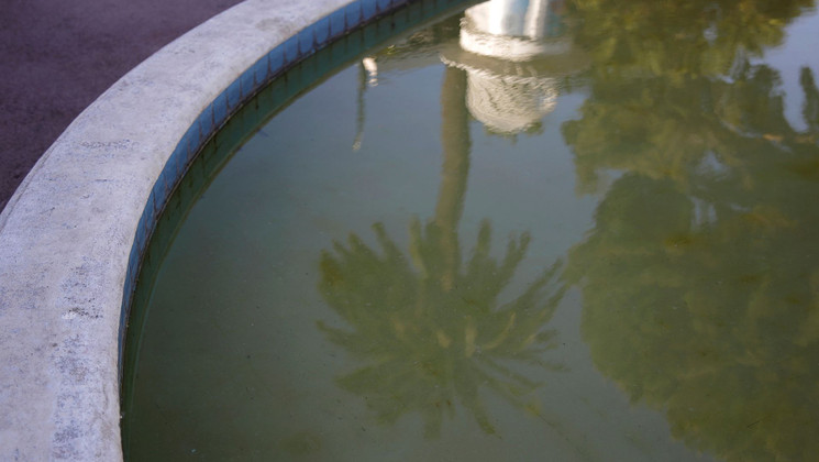 Ordinary everyday palms 4 © Judith Hillebrant