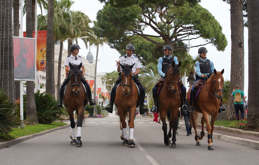 'Four-legged police patrol' © Denis Makarenko –  Telesem