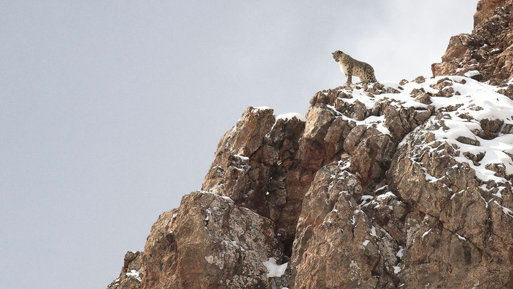 Photo du film La panthère des neiges © Vincent Munier