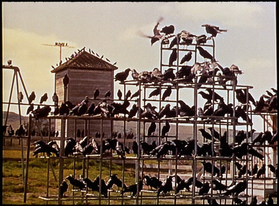 THE BIRDS