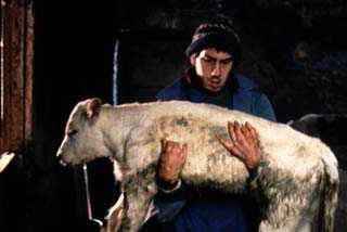 UN VEAU PLEURAIT, LA NUIT