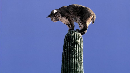 THE LIVING DESERT © DR