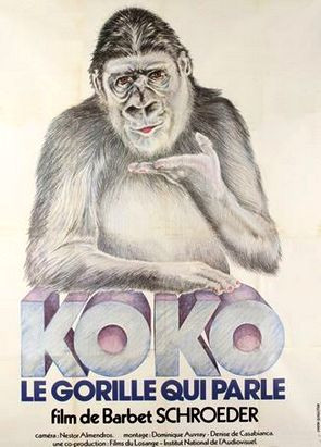 KOKO, LE GORILLE QUI PARLE © DR