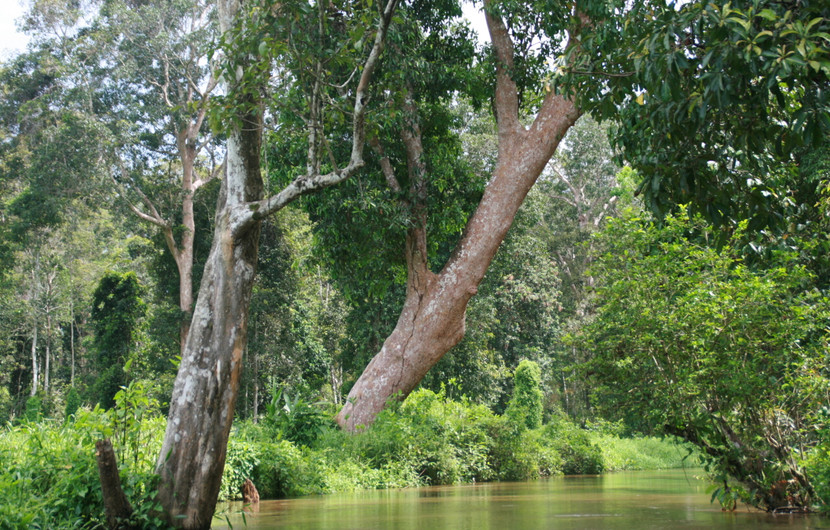 Réserve de biodiversité de Rimba Raya © Todd - Infinite Earth