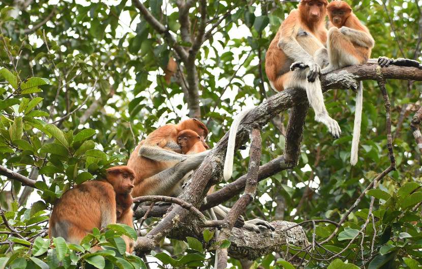 Réserve de biodiversité de Rimba Raya © Todd - Infinite Earth