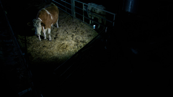 ME, YOU AND THE COW © Aina Callejón 2026
